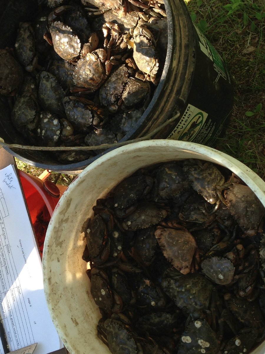 Green Crabs catch from
          two traps