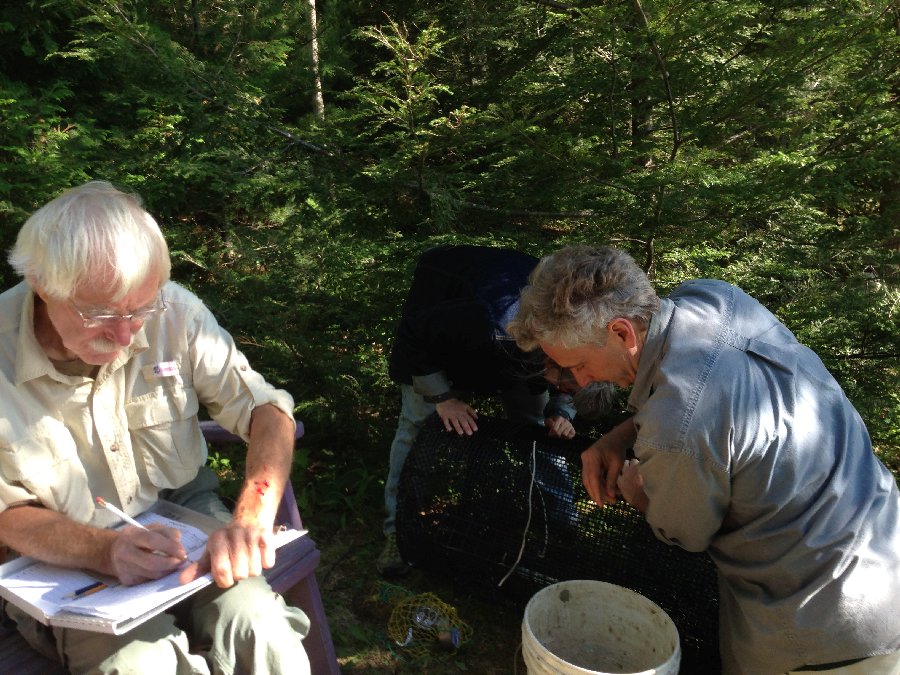 Removing Green Crabs
          from trap